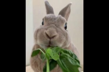Cute Animals - Rabbit + Basil