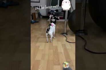 Cute baby bunny is grown up and still so smart!