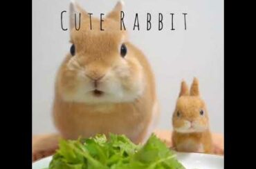 ألطف أرانب ممكن تشاهدها ( كيوت 🥰 ) | Really cute rabbits