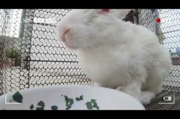 Rabbit is the cutest of all pets..🐇🐰