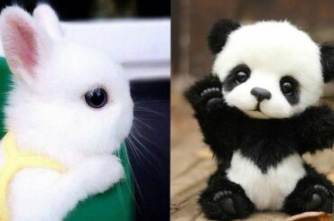 Cute baby animals Videos Compilation cute moment of the animals - Cutest Animals #1