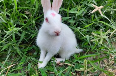 My bunny playing around green grass.