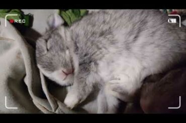 Baby Bunny Sleeping