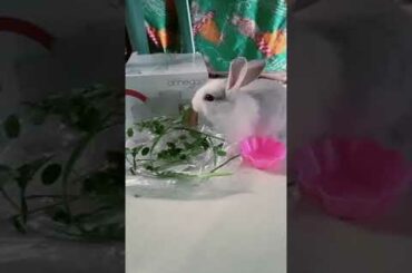 cute baby rabbit eating