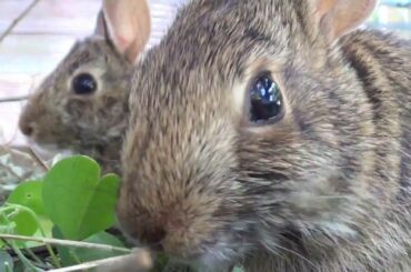 Watch me make this blade of grass disappear / Wild Baby Rabbit