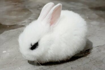 Cute baby rabbits part-02