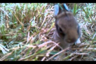 baby rabbit attack!