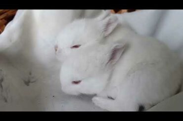 Cute Baby Bunny Rabbits