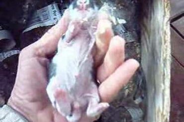 Nursing bunnies, milk belly, BunnyCentral.com