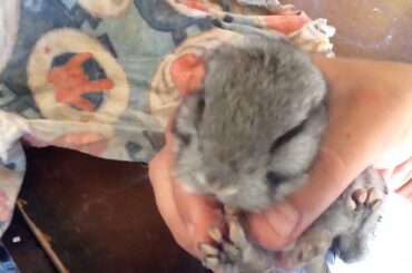 Why you should have bunnies