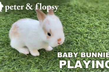 Baby Bunnies PLAYING