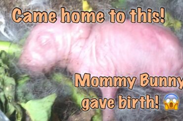 NEWBORN BABY BUNNY / BABY RABBIT / NEWBORN