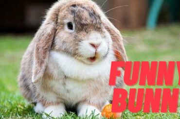 Funny Baby Bunny Rabbit Videos  | Cute Rabbits Compilation