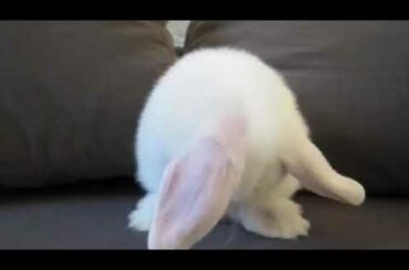 Cute baby bunny washing her face