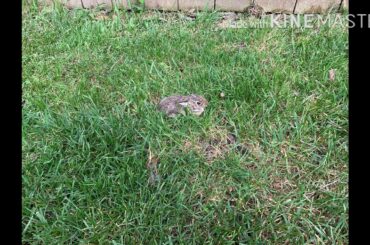 I found this cute baby rabbit!!