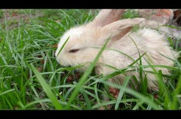Cute Rabbit Baby