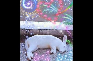 Cute Bunny Rabbits Status