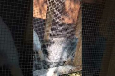 Cute bunnies