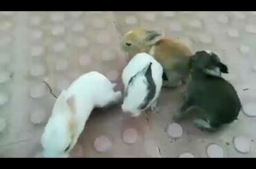 Baby Rabbit...🐰🐇