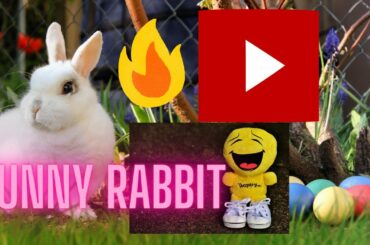 rabbit love potato so much,bunny eating potato