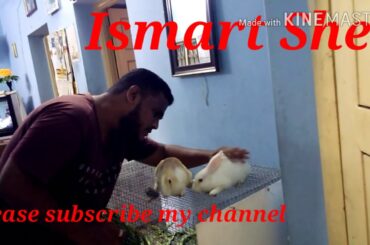 See the cute cute rabbit babies