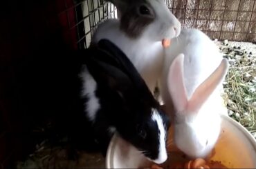 Cute rabbits  eating 🥕 🥕