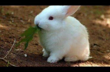 Baby  Rabbits  Playing
