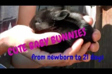 Baby Bunnies - day 1 to day 21.
