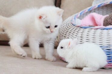 White kitten and white tiny bunnies 🐰 | It's so Сute! 🥰