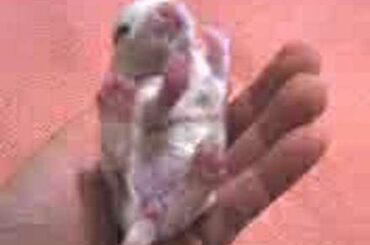 Baby bunny 5 1/2 days old