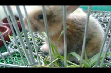 MY BABY BUNNY EATING GRASS