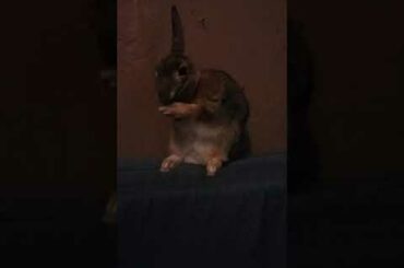 Cute Baby Bunny Cleaning Himself