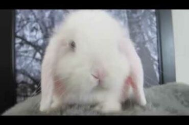 Cute Photogenic Baby Bunny xvid