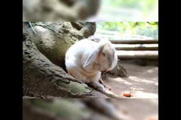 Cute Baby Rabbit