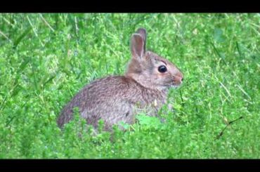Baby Bunny Has Lunch