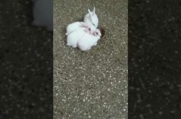 Cute baby rabbit video