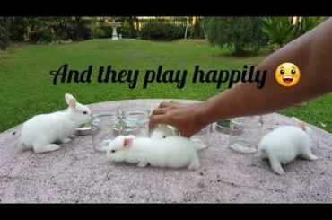 Funny and Cute baby Rabbit playing with black cat