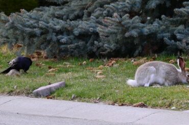 Crow attacking Baby Bunny, Partridge watching