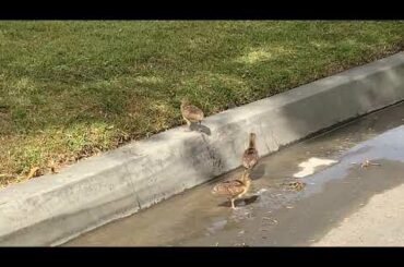 Cute Baby Peachicks Jump
