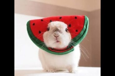 cutest baby bunny rabbit 2020/ funny and cute baby bunny rabbit cute baby bunny and rats video