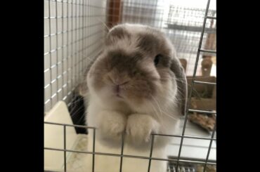 cutest baby bunny video 2020 /cute baby bunny / cutest animals