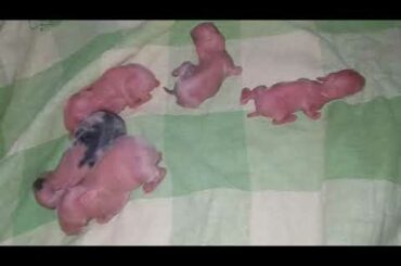 Cute baby bunnies || very first day of life || cuteness overload||
