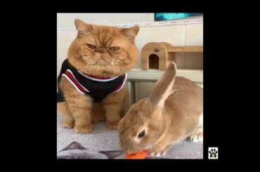 Big Bunny Love 🐰 To Play With Angry Cat 😻 | It's Too Cute Baby Animal🥰