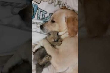 Cuteness overload. Baby rabbit and labrador having a cuddle.