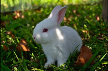 Cute baby of rabbit funny and cut animal videobest cutest video funny dogsخوبصورت جانور