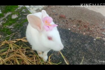 My cute bunny 🐰
