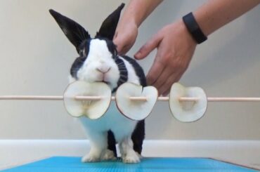 Rabbit eating apple ASMR
