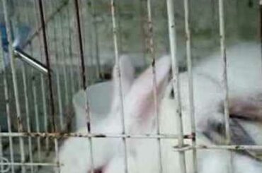 Baby Rabbit Grooming Big Rabbit