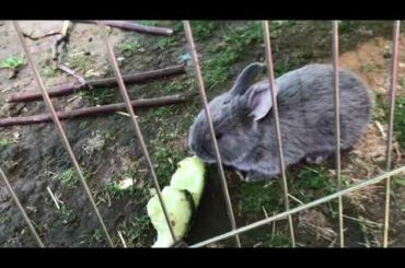 Baby rabbit eating it’s food