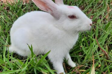 My bunny eating grass and hopping around